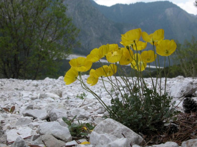 Papaver alpinum / Papavero alpino